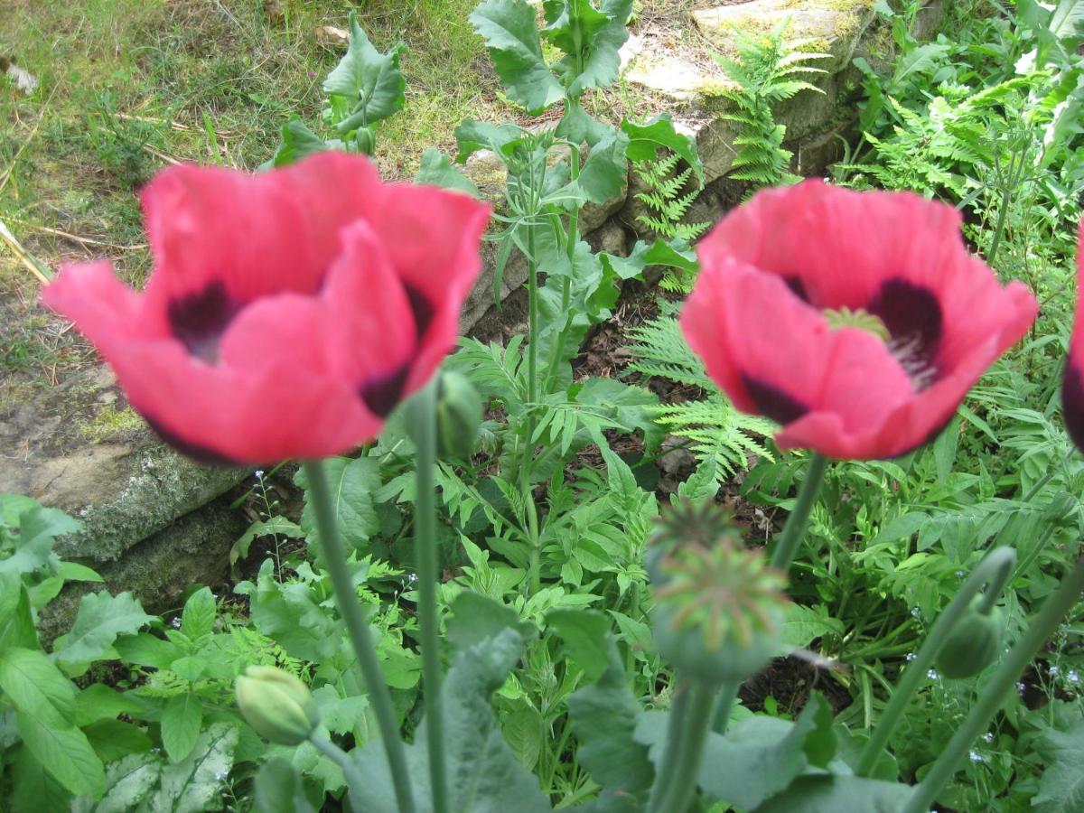 Sunflower Bed&Breakfast Findhorn Exterior foto